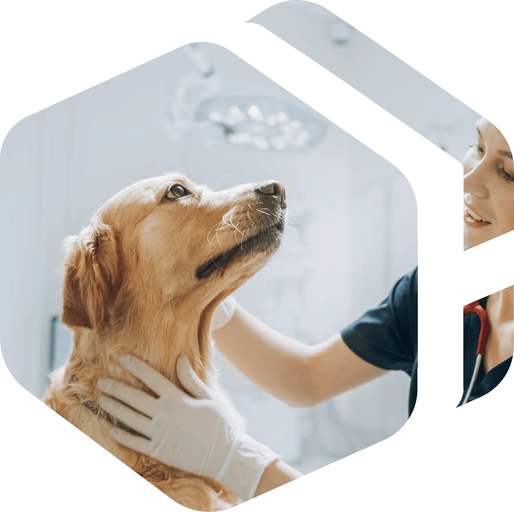 Veterinarian examining a golden retriever